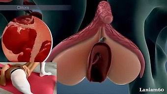 Anatomy And The Female Orgasm: A Biological Exploration